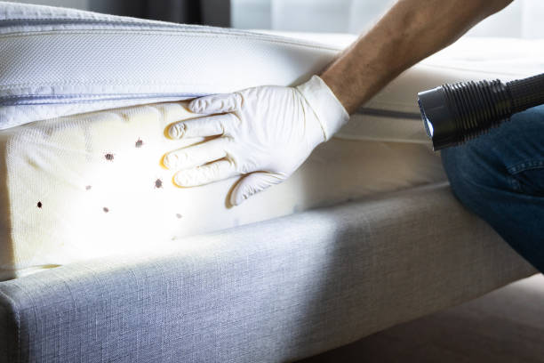 Best Affordable Pest Control Services  in Bethesda, OH