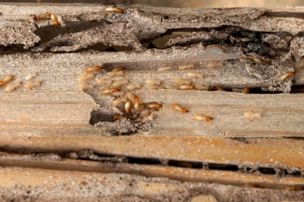 Best Commercial Pest Control Services  in Bethesda, OH